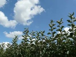 Meyve ağacı fidanlığı: elma ağaçları, armut, erik, kiraz, kiraz, kayısı, şeftali 01