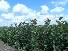 Meyve ağacı fidanlığı: elma ağaçları, armut, erik, kiraz, kiraz, kayısı, şeftali 03