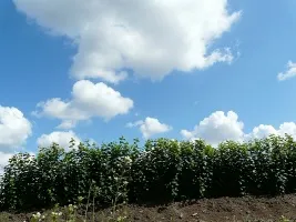 Meyve ağacı fidanlığı: elma ağaçları, armut, erik, kiraz, kiraz, kayısı, şeftali 04