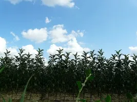 Meyve ağacı fidanlığı: elma ağaçları, armut, erik, kiraz, kiraz, kayısı, şeftali 05