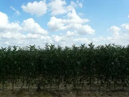 Meyve ağacı fidanlığı: elma ağaçları, armut, erik, kiraz, kiraz, kayısı, şeftali 06