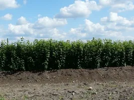 Meyve ağaçlarının fidanlığı: elma ağaçları, armut, erik, kiraz, kiraz, kayısı, şeftali 07