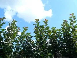 Meyve ağacı fidanlığı: elma ağaçları, armut, erik, kiraz, kiraz, kayısı, şeftali 08