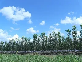 Meyve ağacı fidanlığı: elma ağaçları, armut, erik, kiraz, kiraz, kayısı, şeftali 09