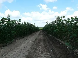 Meyve ağacı fidanlığı: elma ağaçları, armut, erik, kiraz, kiraz, kayısı, şeftali 10