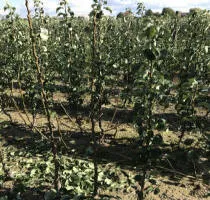 Meyve ağacı fidanlığı: elma ağaçları, armut, erik, kiraz, kiraz, kayısı, şeftali 11