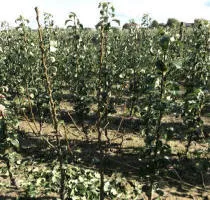 Meyve ağacı fidanlığı: elma ağaçları, armut, erik, kiraz, kiraz, kayısı, şeftali 12