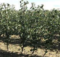 Meyve ağacı fidanlığı: elma ağaçları, armut, erik, kiraz, kiraz, kayısı, şeftali 13