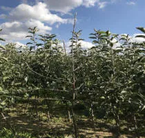 Meyve ağacı fidanlığı: elma ağaçları, armut, erik, kiraz, kiraz, kayısı, şeftali 16