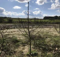 Meyve ağacı fidanlığı: elma ağaçları, armut, erik, kiraz, kiraz, kayısı, şeftali 17