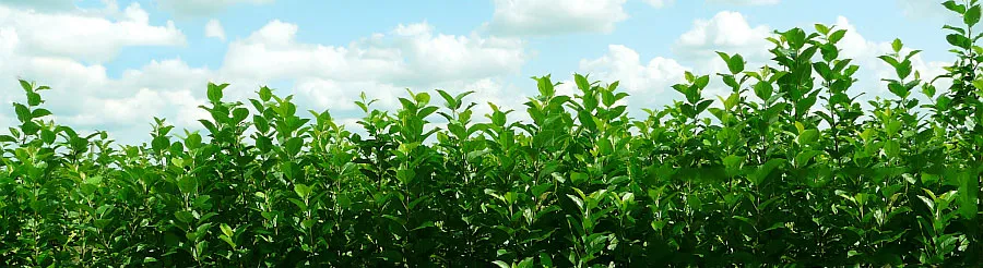 Meyve Ağacı Fidanlığı: Elma Ağaçları, Armut, Erik, Kiraz, Polonya